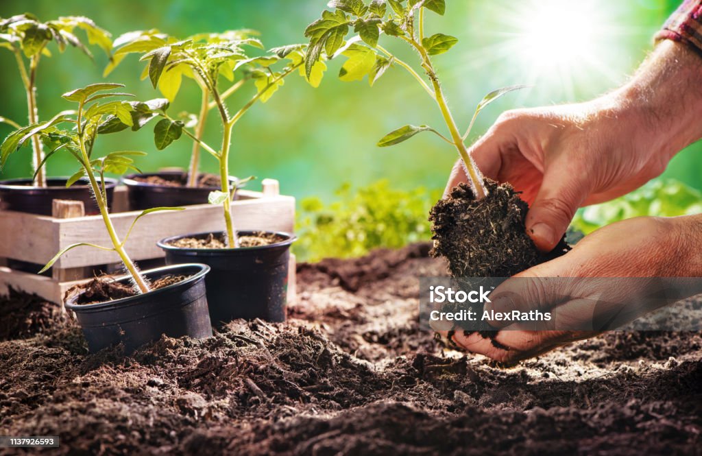 Avocado Seedlings featured product in Seedlings