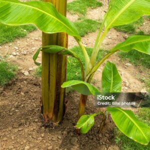 Banana seedlings