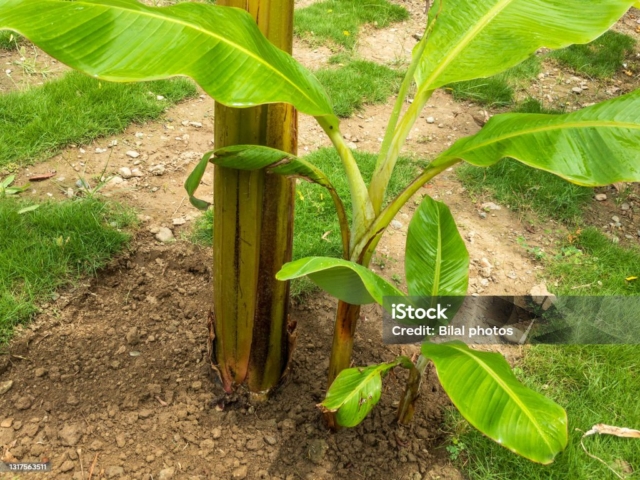 Banana seedlings