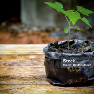 Paper seedling