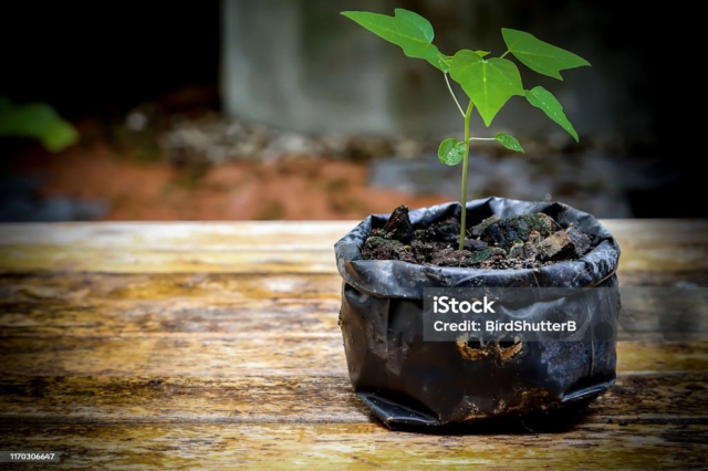 Paper seedling