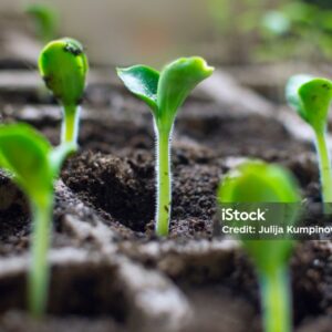 Papaya Seedling