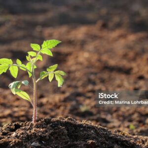 Tomato Seedling