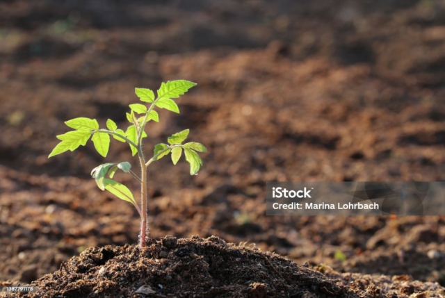 Tomato Seedling