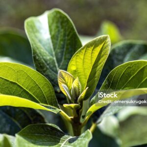 Avocado Seedlings