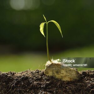 Mango seedling