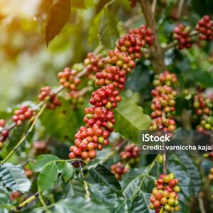 Coffee Seedlings